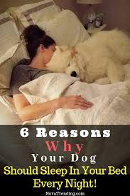 6 Reasons Why Your Dog Should Sleep In Your Bed Every Night Sleeping Dogs Dog Sleeping Positions Dog Sleeping In Bed