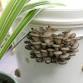 Mushroom Cultivation Workshop- Big Grove Brewpub