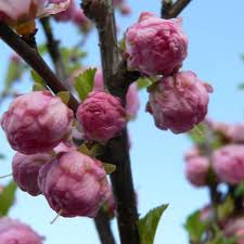 Image result for mandloň trojlaločná