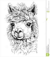 Croquis Realiste De Lama Alpaca Dessin Noir Et Blanc D Isolement Sur Le Blanc Illustration De Vecteur Illustration Du Mignon Visage 45957119