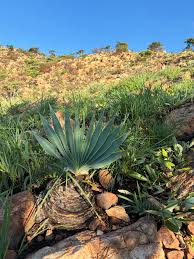 Image result for Cyphostemma lanigerum