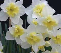 Narcissus Bella Estrella White Flower Farm Daffodils Bulb Flowers