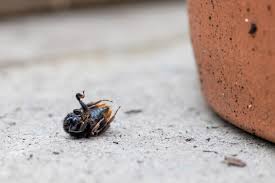 So i tried to save jerry's life. Finding Dead Bees Bumblebee Conservation Trust