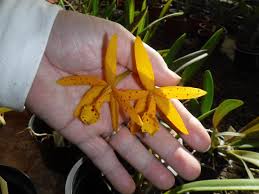 Image result for Kotschya ochreata