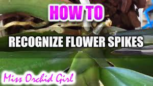 After the 1st bloom, i cut one spike back to the base and the other had two spikes at once and i cut one back. Difference Between Flower Spikes And Roots Phalaenopsis Orchids Youtube