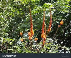 Image result for Moullava