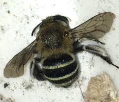 Housekeeping (days 1 to 3). Ok Help Me I Keep Finding Dead Bees In My Room How Do I Keep Them Out Save Them Australia
