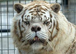 The white tiger (2021) hdrip hindi full movie watch online free. World S Ugliest White Tiger Bred Through Incest In Cruel Bid To Make Money Mirror Online