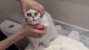 How To Clean The Eyes - Adult Silver Persian - Youtube