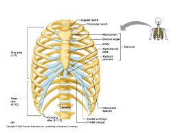 The rib cage contains intercostal muscles that allow it to move. Axial And Appendicular Skeleton Chapters 7 8 Axial
