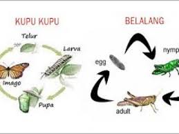 Metamorfosis tidak sempurna merupakan metamorfosis yang melewati 3 tahapan, yaitu dari telur menjadi nimfa atau larva, kemudian menjadi hewan dewasa. Ciri Ciri Metamorfosis Sempurna Dan Tidak Sempurna