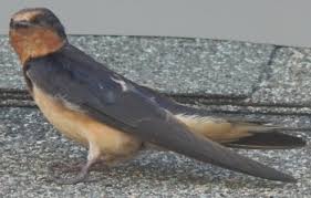 Barn swallows once nested in caves throughout north america, but now build their nests almost exclusively on. Barn Swallow Habits Nest Building And Feeding