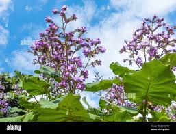 Image result for Wigandia