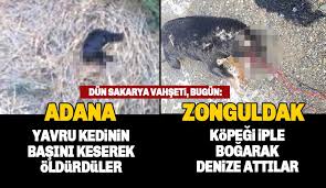 Adana Da Basi Kesilmis Kedi Yavrusu Zonguldak Ta Iple Bogulmus Kopek