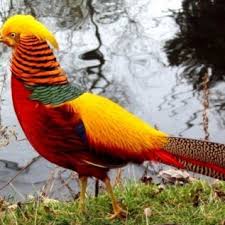 Jual Jual Ayam Ring Neck Pheasent Dari Bibit Atau Anakan Sampai Dewasa Pasar Lelang