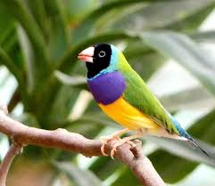Burung memiliki banyak sekali spesies yang tersebar di berbagai dunia. 5 Fakta Menarik Dari Gouldian Finch Burung Eksotis Asal Australia