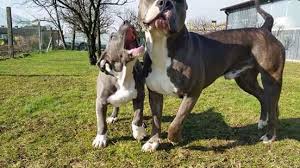 Favorite this post feb 14 parakeets $35 each (manassas northern virginia ) pic hide this posting restore restore this posting. Xl American Bully Italia Real Xl Bully Female Is 3 Months Old Facebook