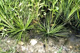 Image result for Isoetes alstonii