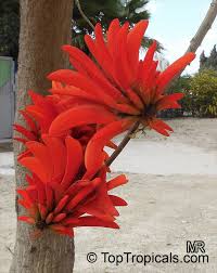 Image result for Erythrina lysistemon