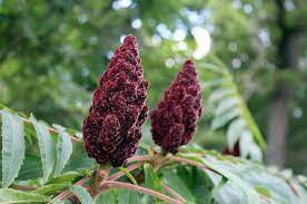 how to succeed at seed germination and 7 common mistakes to avoid sumac seed germination herbalism