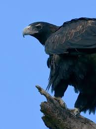 Wedge Tailed Eagle Aquila Audax Wedge Tailed Eagle Australian Fauna Pet Birds