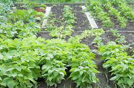 Generally speaking, bush beans are one of the easier garden crops to grow. Bush Bean Spacing Giving The Room They Need