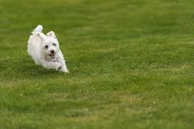 Conclusions for dog urine smell and spots removal. How To Get Rid Of Dog Urine Odor In Backyard Fast 2021 Own The Yard