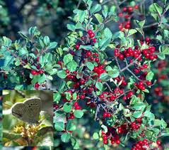 Image result for Rinorea ilicifolia