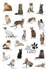 List of Cat Breeds | Petfinder