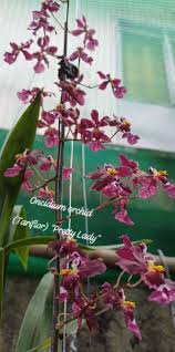 Image result for Tridactyle tricuspis