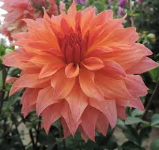 Alauna Chamade Dahlien Blumen Blumen Bluten