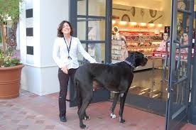 Grate dane puppies for sale colorado, colorado springs. Great Dane Utah Great Dane Puppies For Sale Near Salt Lake City Utah Usa Page 1 10 Per Page