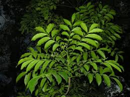 Image result for Trichilia capitata