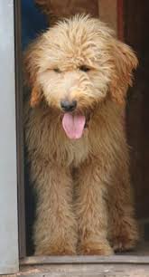 We did not find results for: 100 English Teddy Bear Goldendoodle Puppies Available Apricot Standard Parent Health Tested Hand Raised For Sale In Crystal Michigan Classified Americanlisted Com