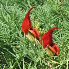 Image result for Lotus berthelotii
