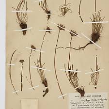 Image result for Hirpicium