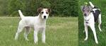 Brazilian Terrier - Price, Temperament, Life span