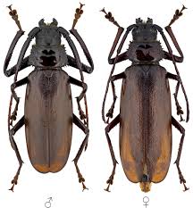 Image result for Macrotyloma africanum