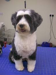 Image Result For Short Grooms For Tibetan Terriers Tibetan Terrier Dog Haircuts Terrier