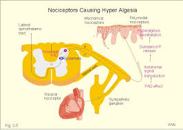 New Human Physiology Ch 3