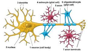 Image result for Neuron