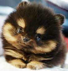 Teacup huskies puppies for sale near me. Teacup Pomeranian Husky Mix