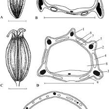 Image result for Lefebvrea longipedicellata