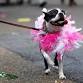 Greater Philadelphia Pet Expo event image