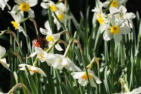 Scented Daffodil Trial 2018 Pumpkin Beth In 2020 Daffodils Daffodil Bulbs Daffodil Flower