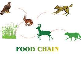 Consuming certain things creates more waste that your. Food Chains Food Webs Teachhub