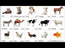اسماء حيوانات بالانجليزي تعليم اسماء الحيوانات للاطفال احاسيس بريئة