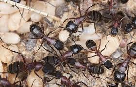 All of our technicians are licensed, bonded and insured and provide safe and effective pest elimination. All Pest Services 1616 Se 1st Street Ter Blue Springs Mo Pest Control Mapquest