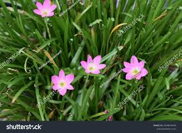 Image result for Zephyranthes minuta