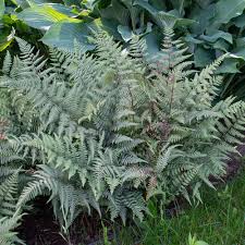 Image result for Athyrium